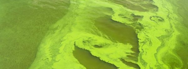 Green Algae Could Help Keep Humans Alive on Mars